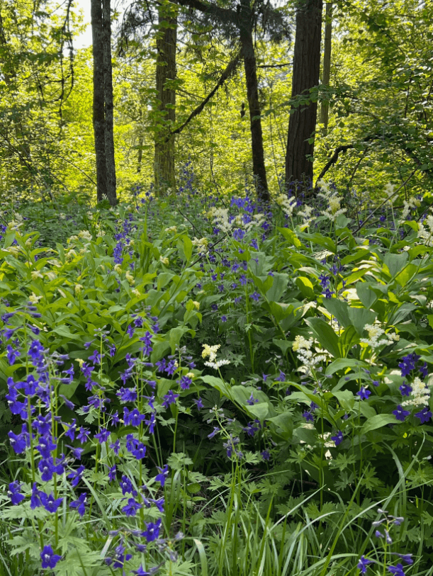 Garden in bloom