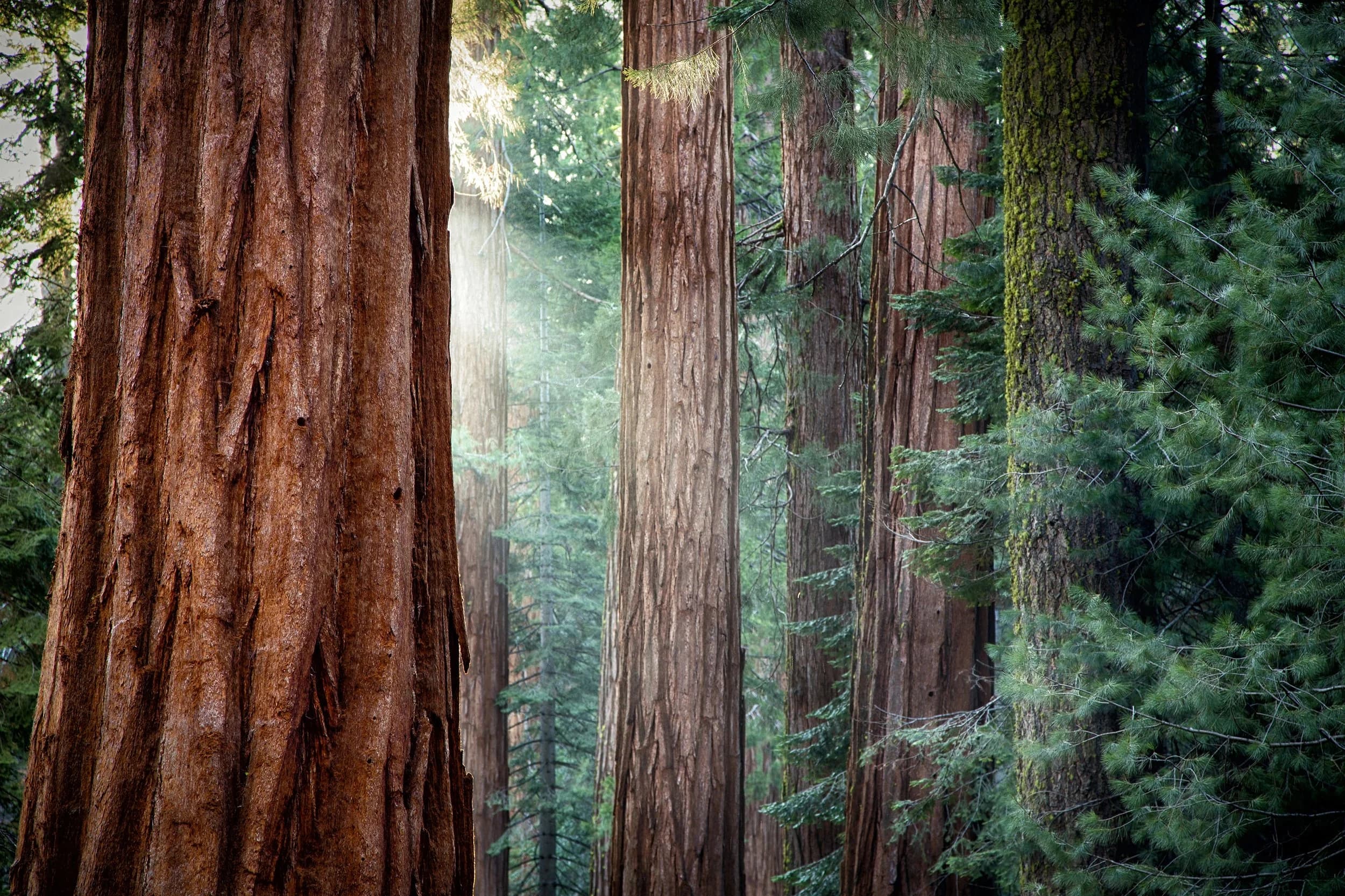 Redwood trees